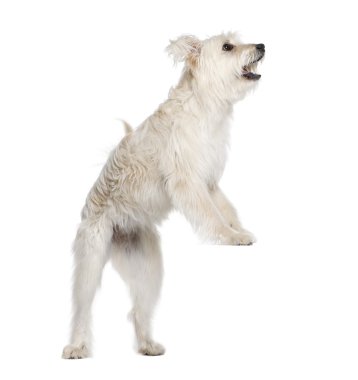 Pyrenean Shepherd, 2 years old