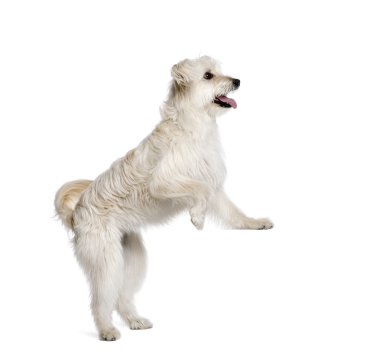 Pyrenean Shepherd, 2 years old