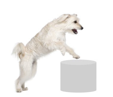 Pyrenean Shepherd, 2 years old clipart