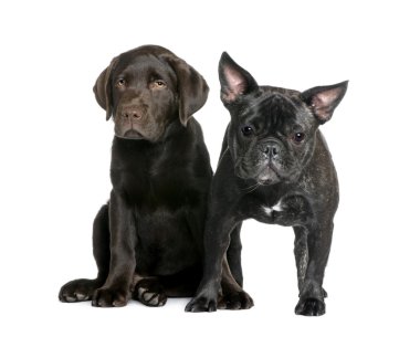 French Bulldog, 1 year old, and Labrador puppy