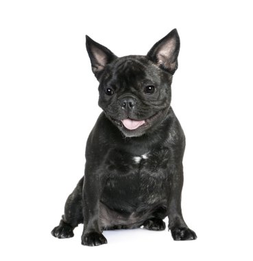 French Bulldog, 1 year old, sitting in front of white background, studio shot