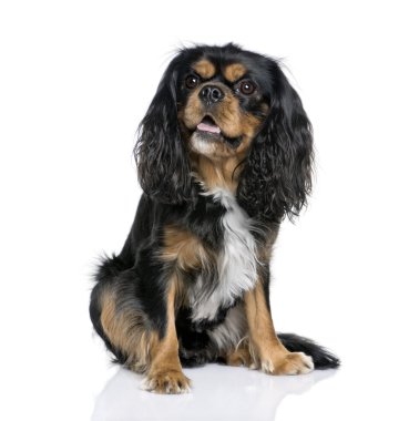 Cavalier king charles spaniel, 2 yaşında