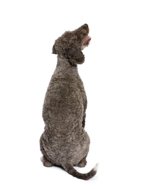 Rear view of Spanish water spaniel dog, 3 years old, sitting in front of white background clipart