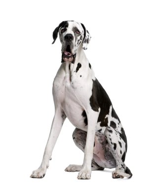 Arlequin Great Dane, 2 years old clipart
