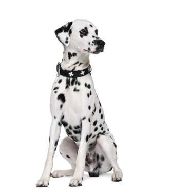 Dalmatian, 2 years old clipart