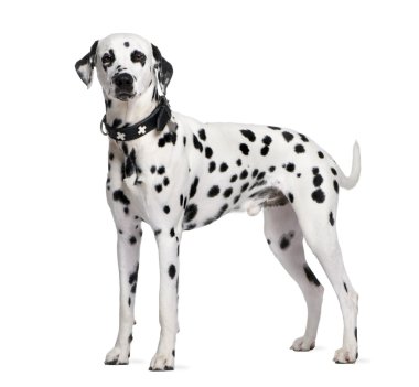Dalmatian, 2 years old clipart