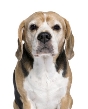 Beagle, 9 yaşındaki eski, önünde oturan arka plan beyaz.
