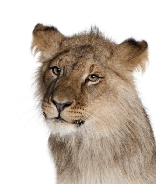 Aslan, panthera leo, 9 ay yaşlı, beyaz bir arka plan