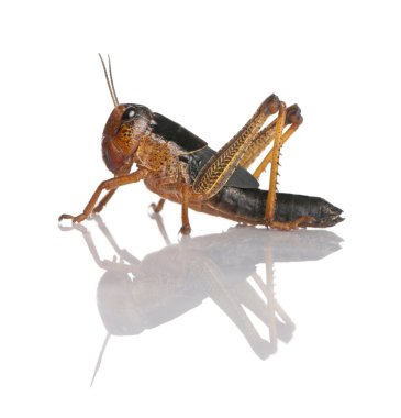 Side view of grasshopper from Asia in front of white background, clipart