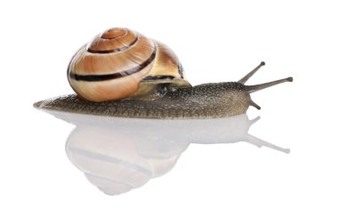 Garden snail in front of a white background, studio shot clipart