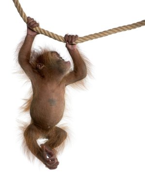 Baby Sumatran Orangutang (4 months old) clipart
