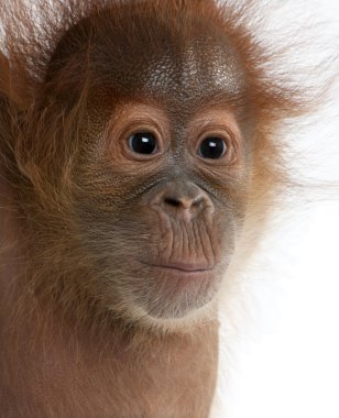 Bebek Sumatra Orangutang (4 aylık)