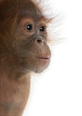 Baby Sumatran Orangutang (4 months old) clipart