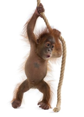 Baby Sumatran Orangutang (4 months old) clipart