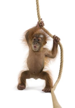 Baby Sumatran Orangutang (4 months old) clipart