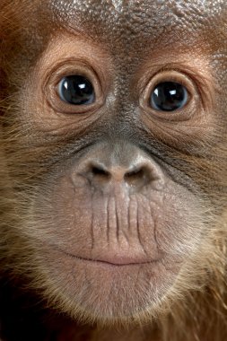 Baby Sumatran Orangutang (4 months old) clipart