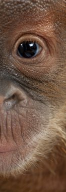 panoramik close-up bebek Sumatra orangutan, 4 aylık