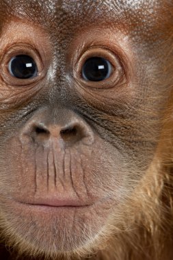 Close-Up bebek Sumatra orangutan, 4 aylık