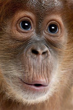 Close-Up bebek Sumatra orangutan, 4 aylık