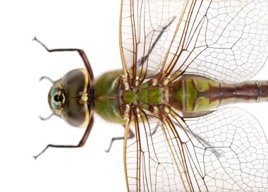 Close-up of old Emperor dragonfly, Anax imperator, on blade of grass clipart