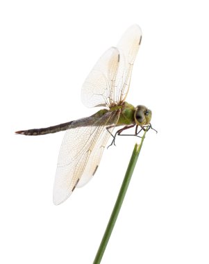 Old Emperor dragonfly, Anax imperator, on blade of grass clipart