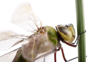 Eski İmparator yusufçuk, anax Imperator, çimen üzerinde