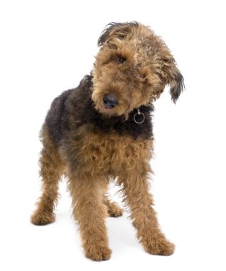 Dikiz airedale köpek, 1 yaşında, beyaz bir arka plan duran