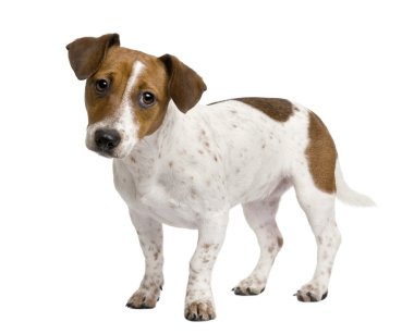 Jack Russell Terrier köpek yavrusu (7 aylık)