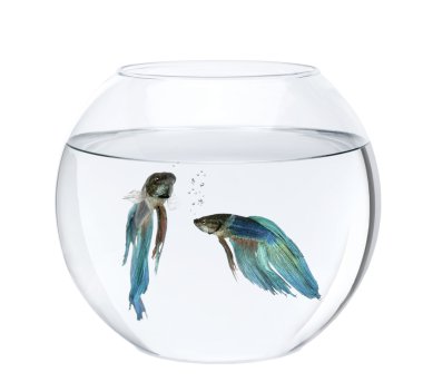 Blue Siamese fighting fish in fish bowl, Betta Splendens, in front of white background clipart