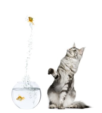 Cat watching goldfish leaping out of goldfish bowl against white background clipart