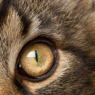 Close-up of Maine Coon's eye, 7 months old clipart