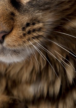 Close-up of Maine Coon's face with whiskers, 7 months old clipart