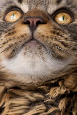 Close-up of Maine Coon's face with whiskers, 7 months old clipart