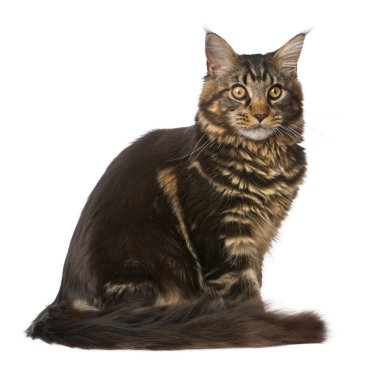 Maine coon, 7 ay yaşlı, önünde oturan arka plan beyaz.,