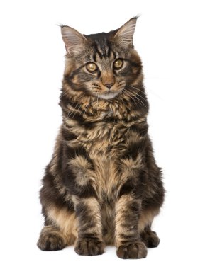 Maine coon, 7 ay yaşlı, önünde oturan arka plan beyaz.,