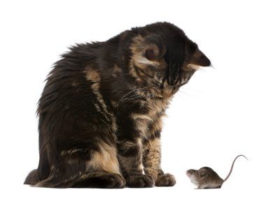 Maine Coon looking at mouse, 7 months old, in front of white background