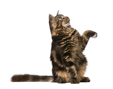 Maine Coon looking at mouse, 7 months old, in front of white background