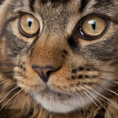 Maine Coon looking at mouse, 7 months old, in front of white background clipart