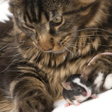 Maine Coon looking at mouse, 7 months old, in front of white background