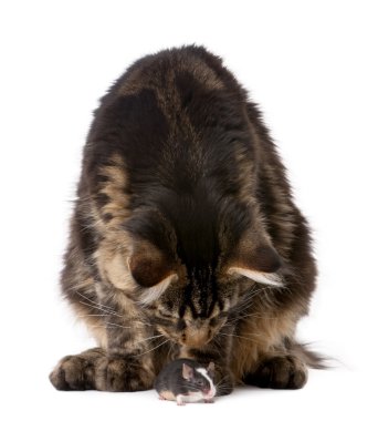 Maine Coon looking at mouse, 7 months old, in front of white background