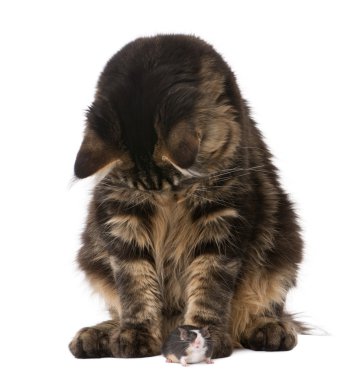 Maine Coon looking at mouse, 7 months old, in front of white background