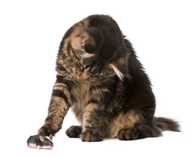 Maine Coon looking at mouse, 7 months old, in front of white background