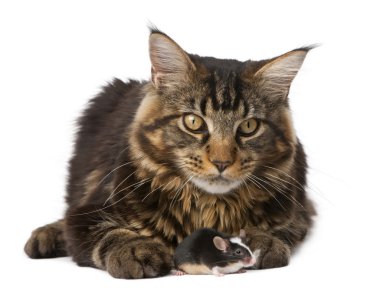 Maine Coon, 7 months old, sitting in front of white background, studio shot clipart