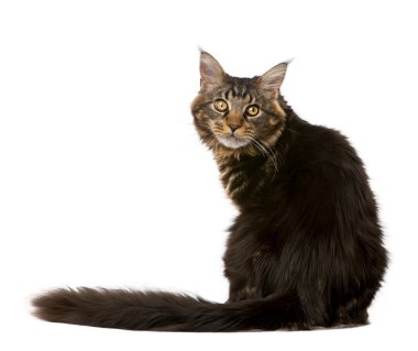 Maine coon, 7 ay yaşlı, beyaz arka plan, stüdyo çekim oturan