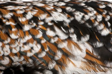 tollbunt üç renkli bir close-up Lehçe tavuk tüyleri, 6 aylık