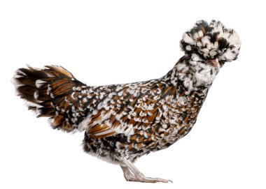 Tollbunt tricolor Polish chicken, 6 months old, standing in front of white background clipart