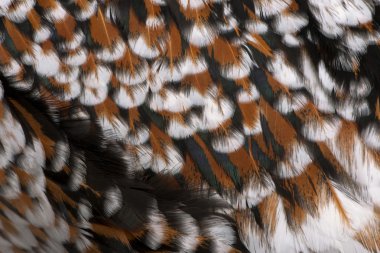 Close-up of Tollbunt tricolor Polish chicken feathers, 6 months clipart