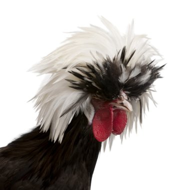 Holland dwarf rooster white-crested chicken, 5 months old, standing in front of white background clipart