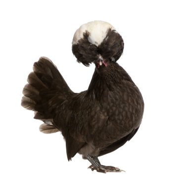 Holland dwerg haan wit-crested kip, 5 maanden oud, staande voor de witte achtergrond