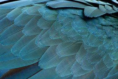 Close-up of Blue-and-yellow Macaw's feathers, Ara ararauna clipart